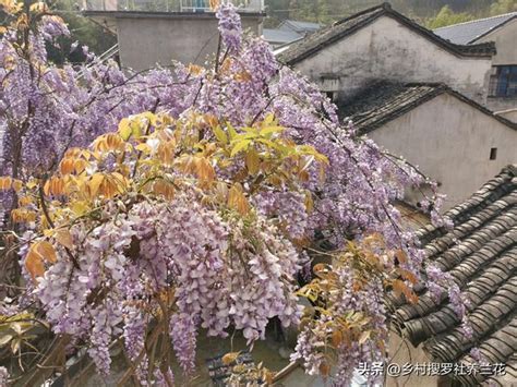 庭院種植